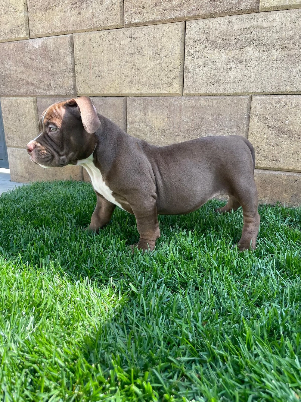 Căței american bully pocket