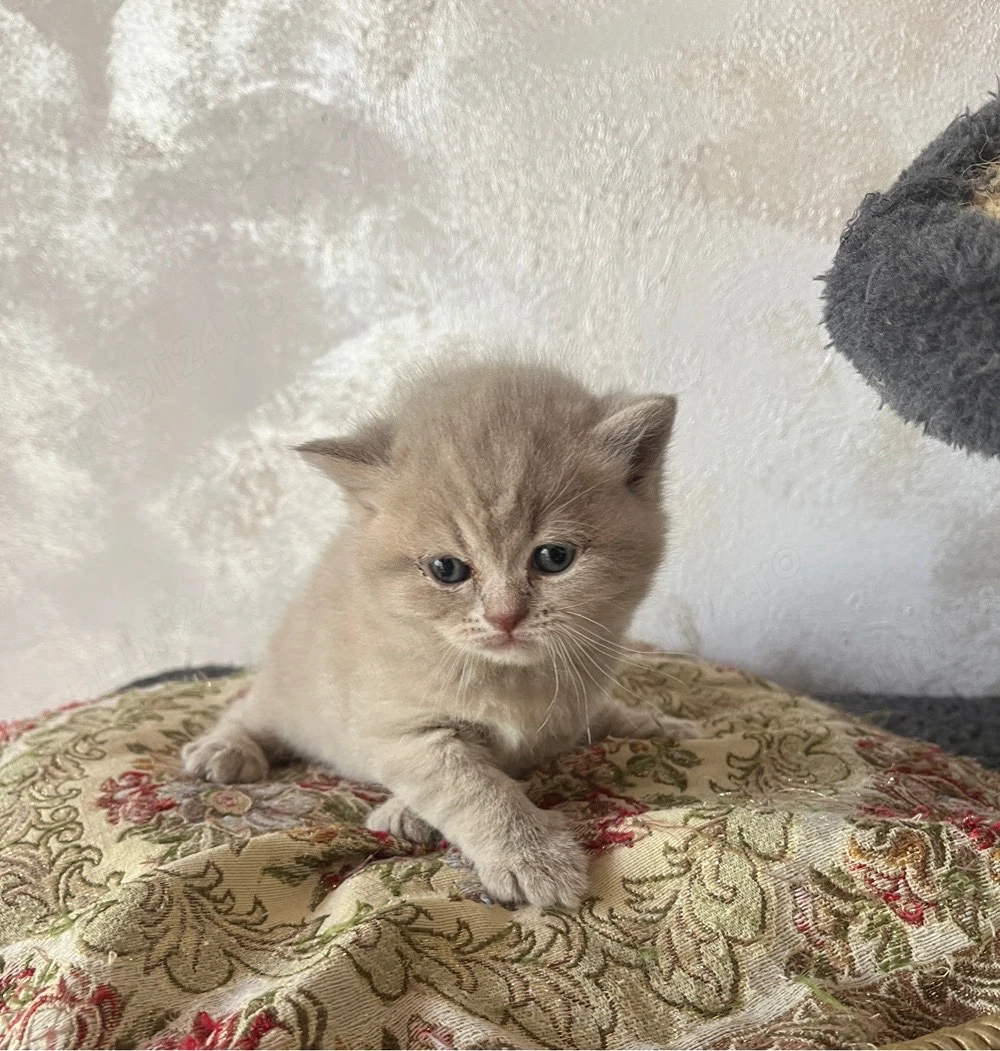 british shorthair golden