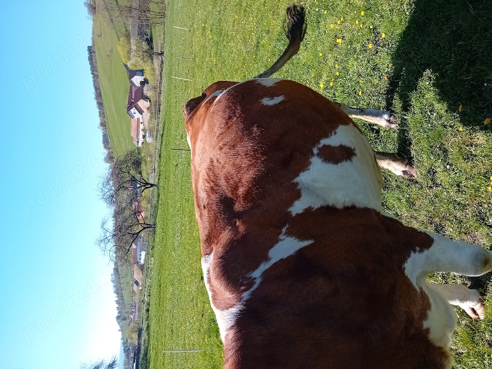 Vaca de vinzare 