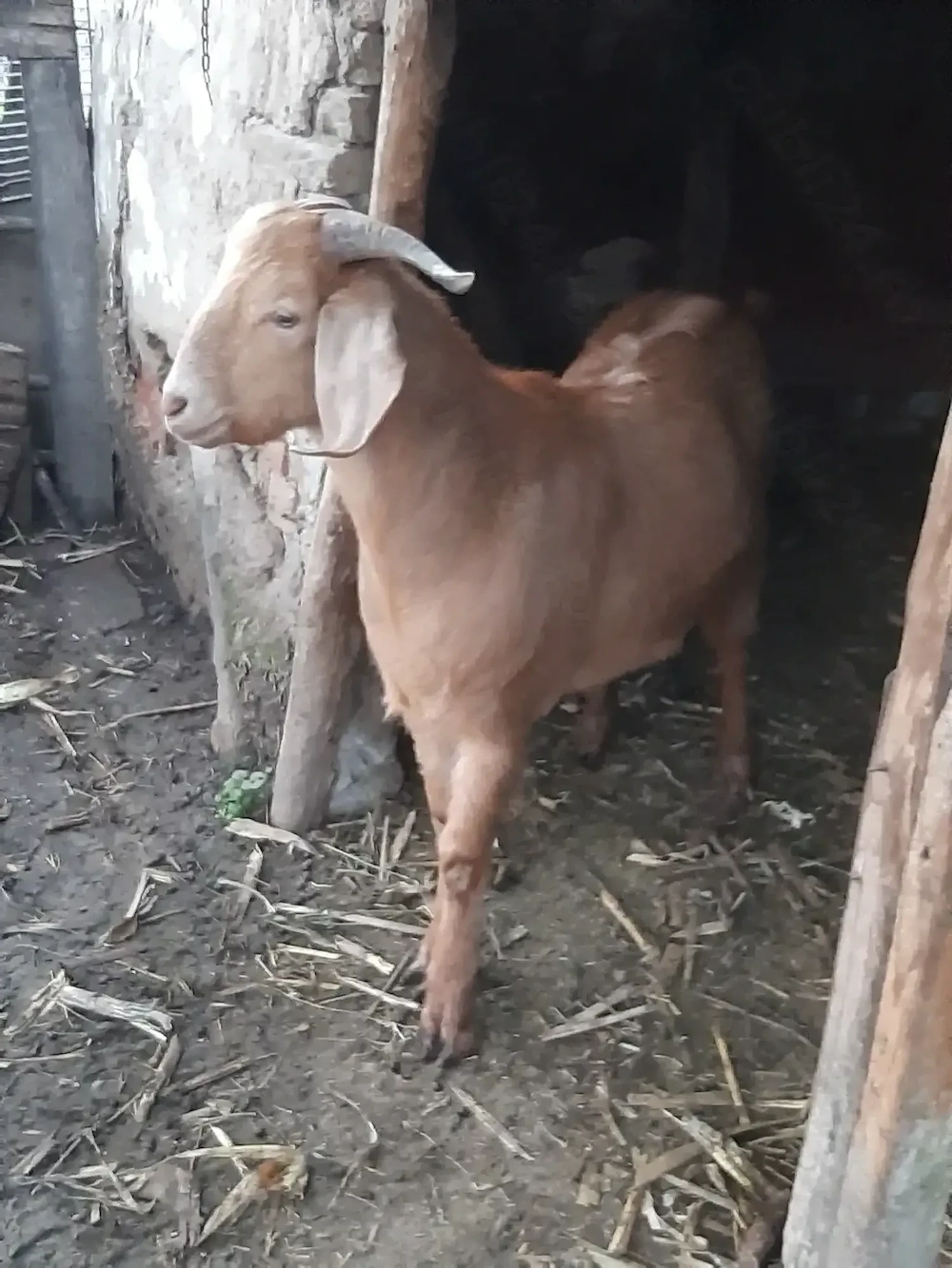 Tap anglonubian