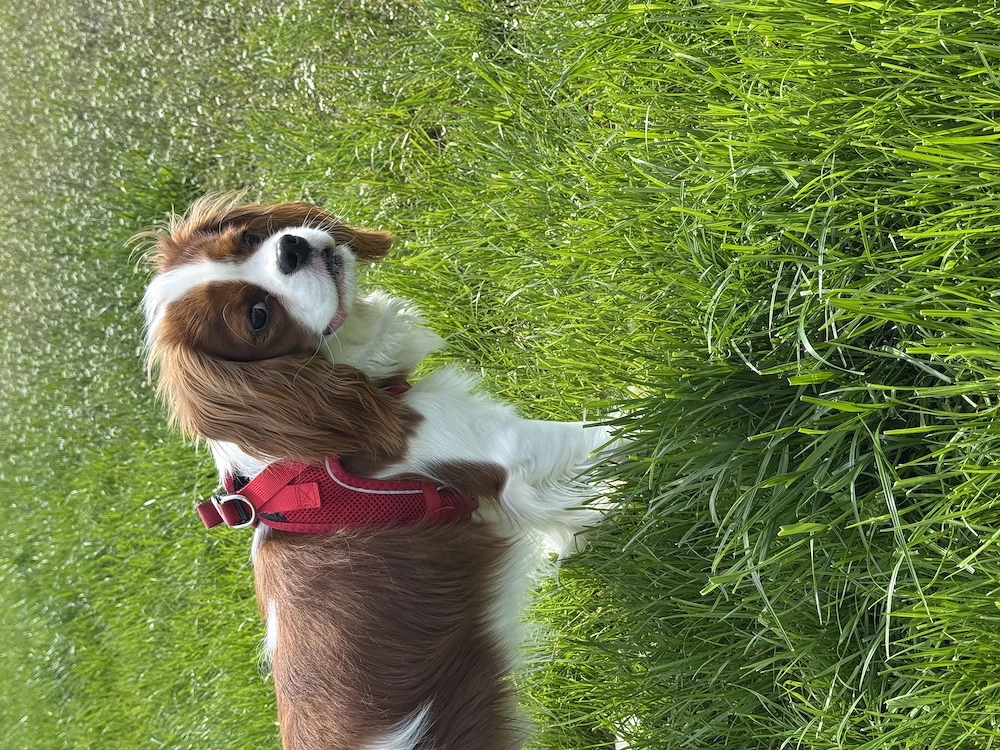 Cavalier King Charles Spaniel cu certificat de origine