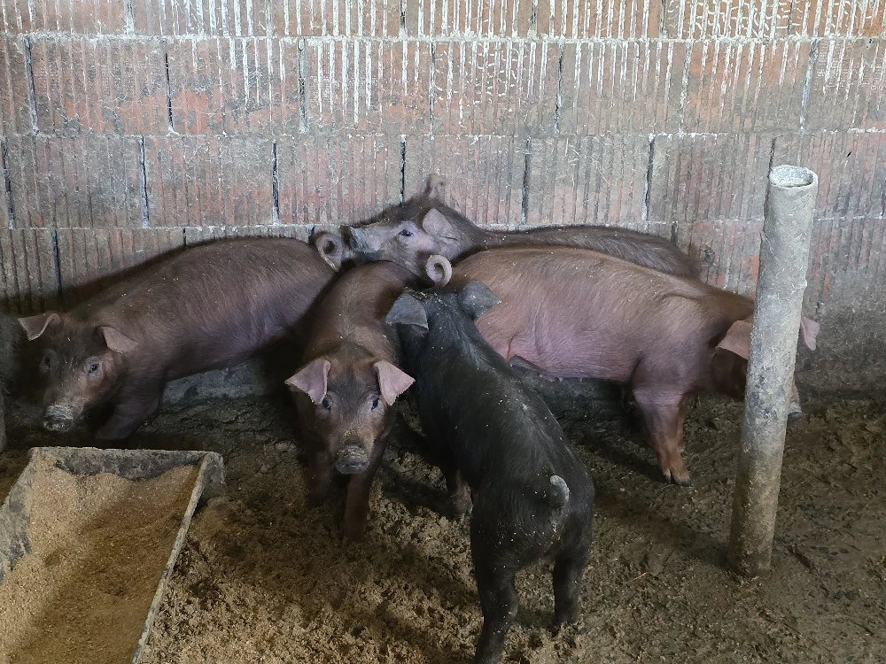 scrofite si viericas Duroc