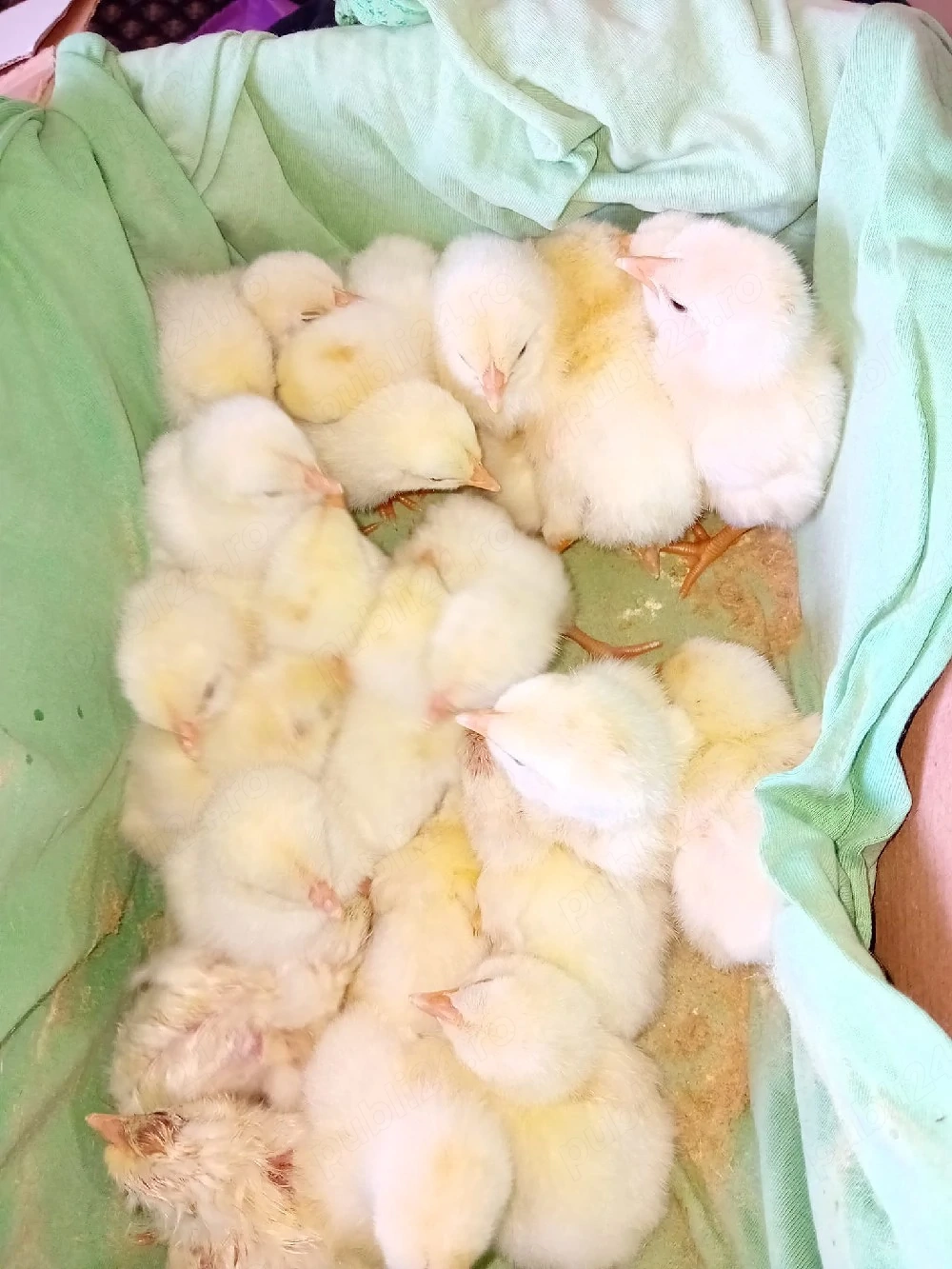 Vînd puișorii de găină rasa Leghorn și 2 găini Sussex 
