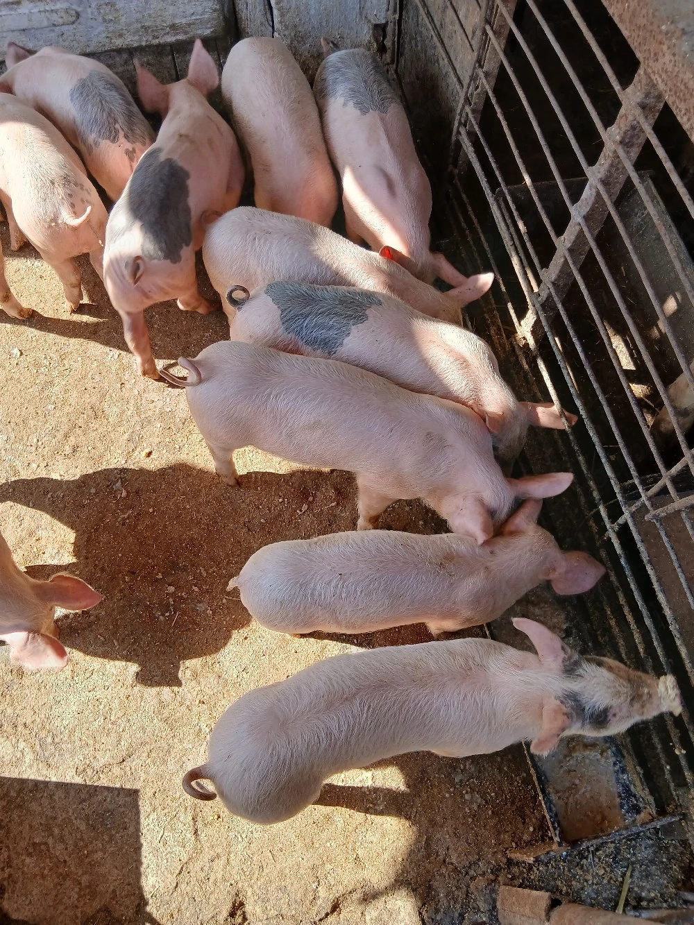 De vănzare purcei 