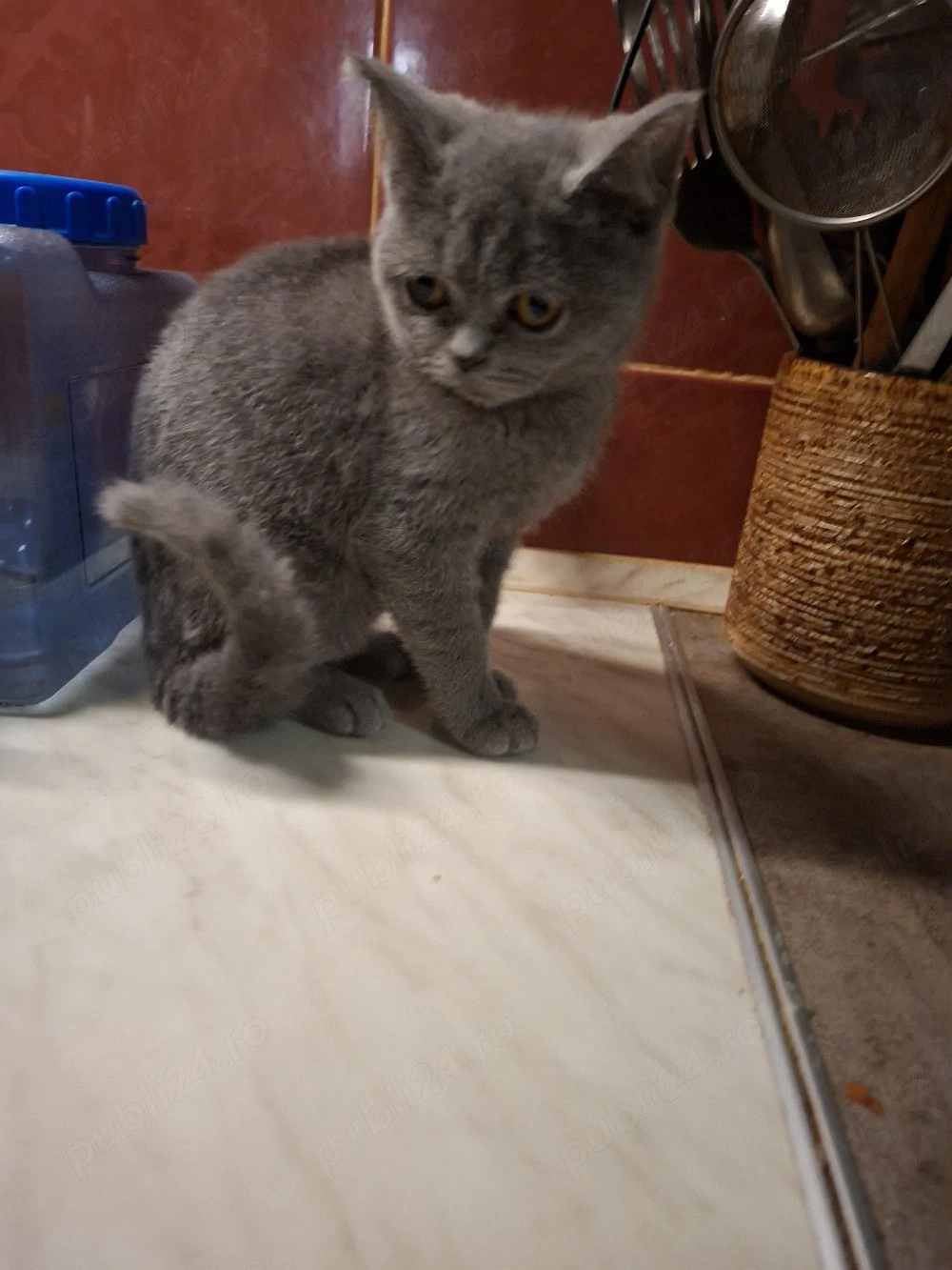 British Short Hair Blue