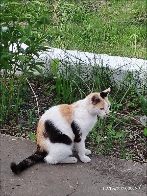 pisicute spre adoptie livrez la domiciliu