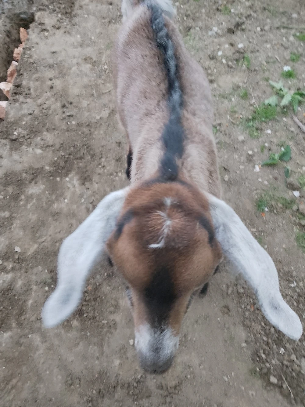 vând țăpișor 