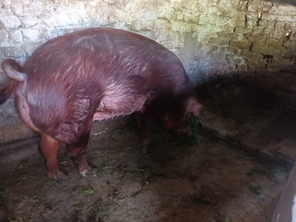 scroafa duroc  gestanta in 2 luni