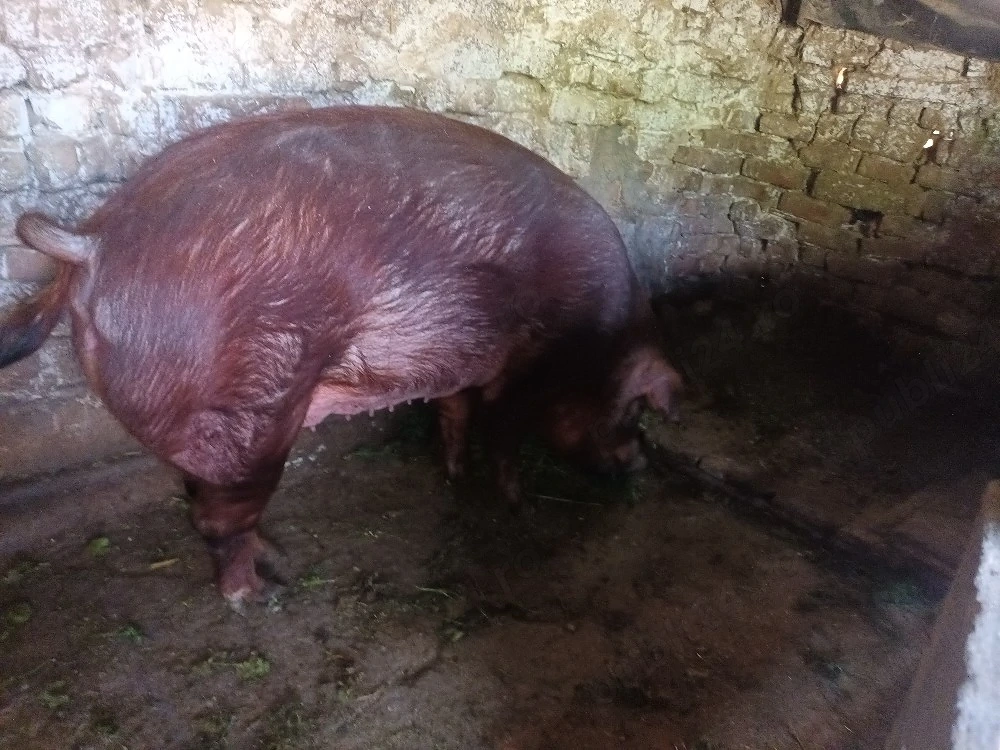 scroafa duroc  gestanta in 2 luni