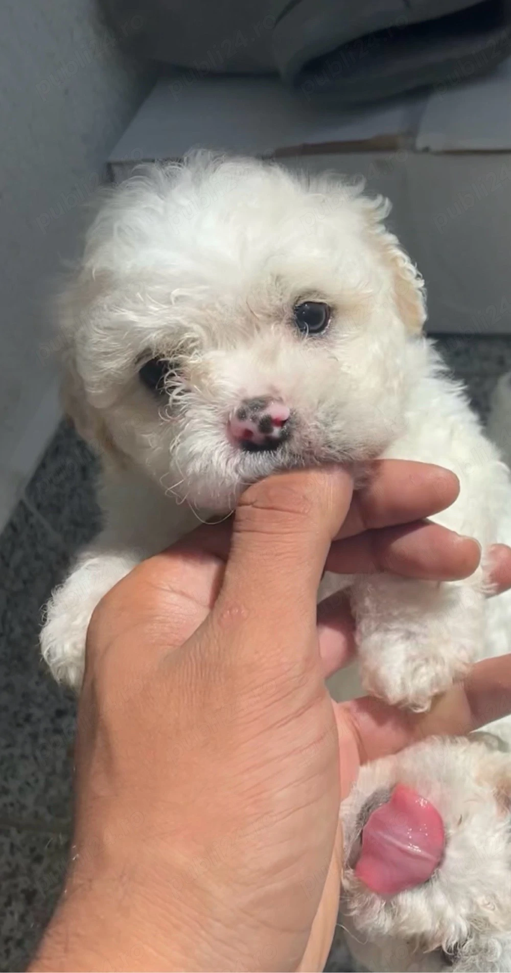 bichon maltipoo 7 saptamanii 