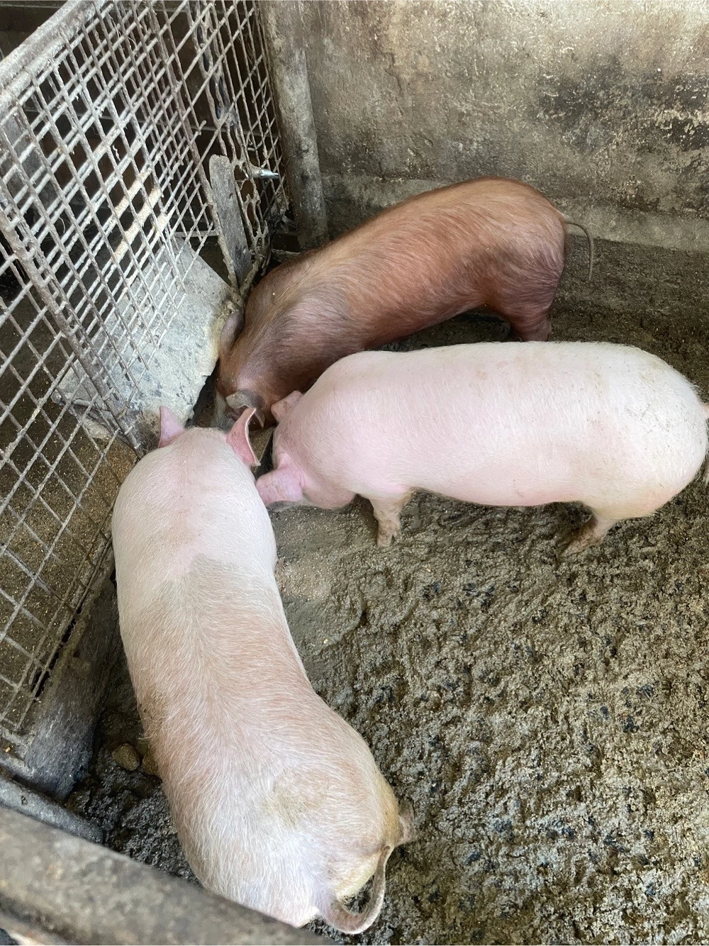 porci scroafe