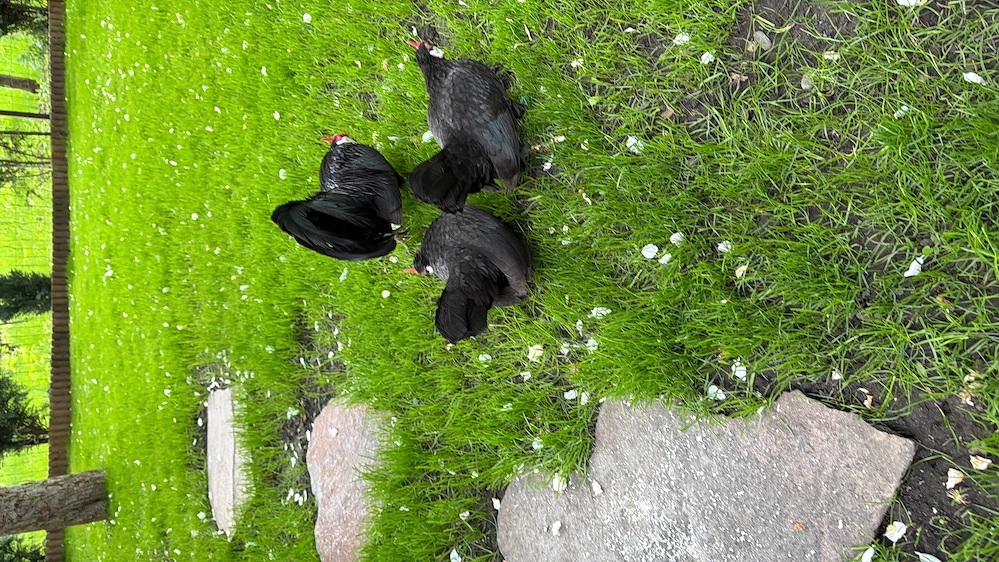 Bantam negru găinușe -import 