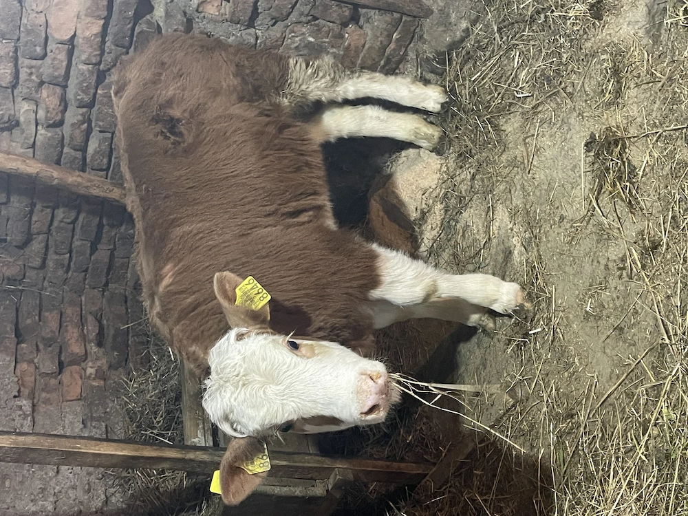 Vând vițea din mama foarte bună de lapte!