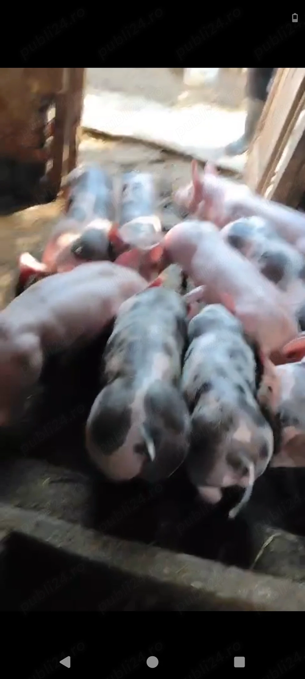 Vând purcei rasă de carne 
