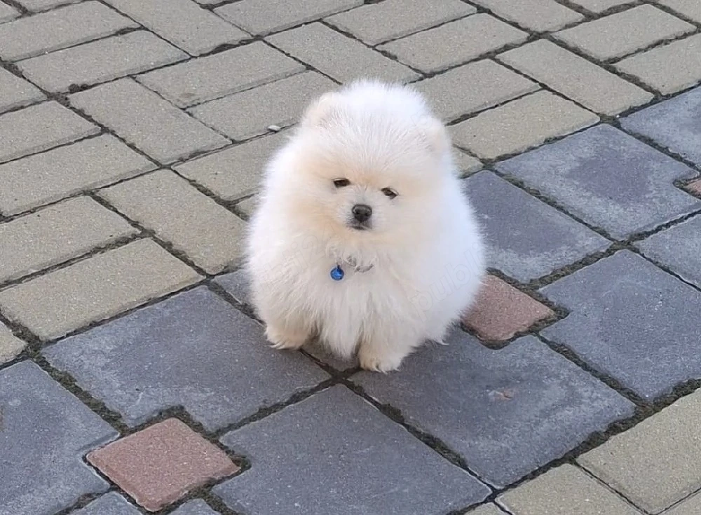 pomeranian talie mică