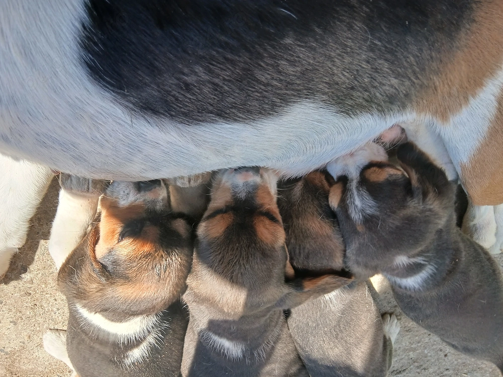 Vand 4 catei  beagle 