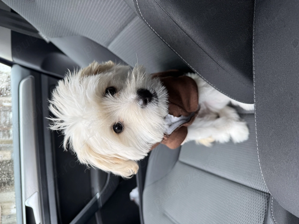 Bichon Maltez fetita