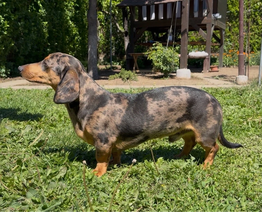 Teckel Arlechin