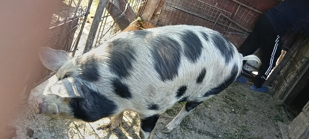 Vand porci 