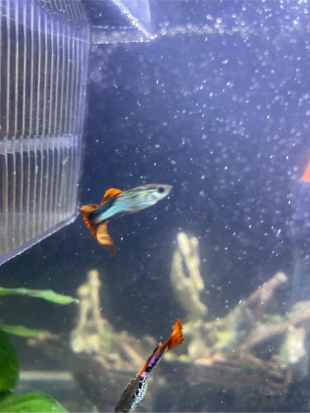 Pești guppy 