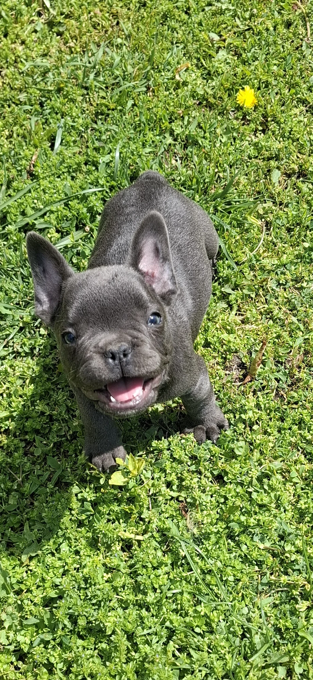 Buldogei francezi 