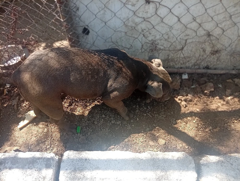 American Bully 