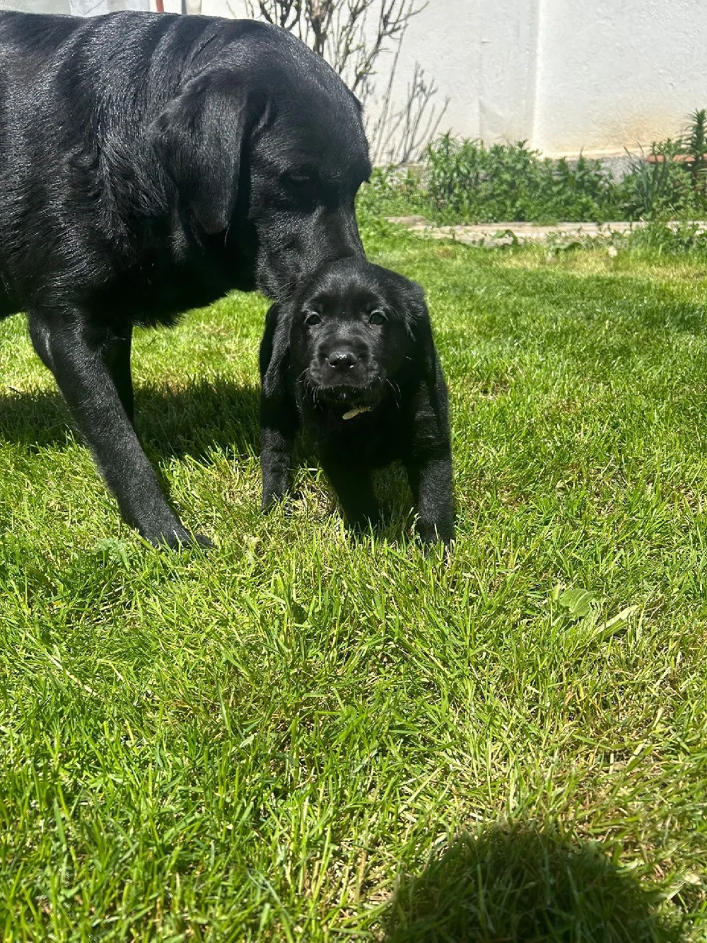 Labrador retriver 
