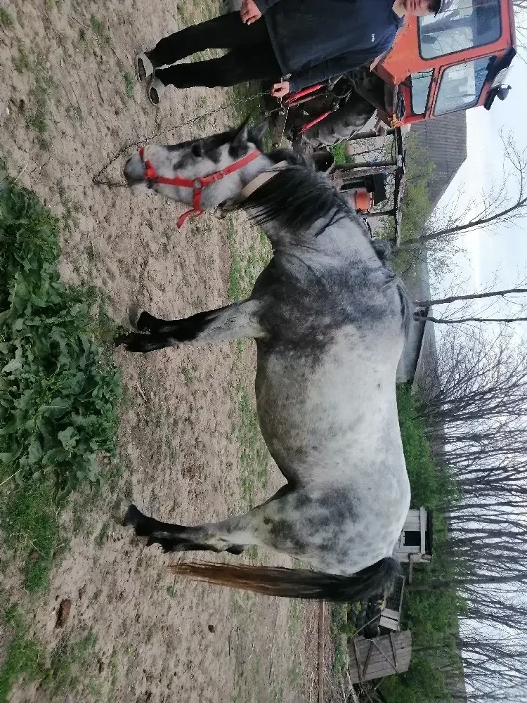 Vând iapa tânără 