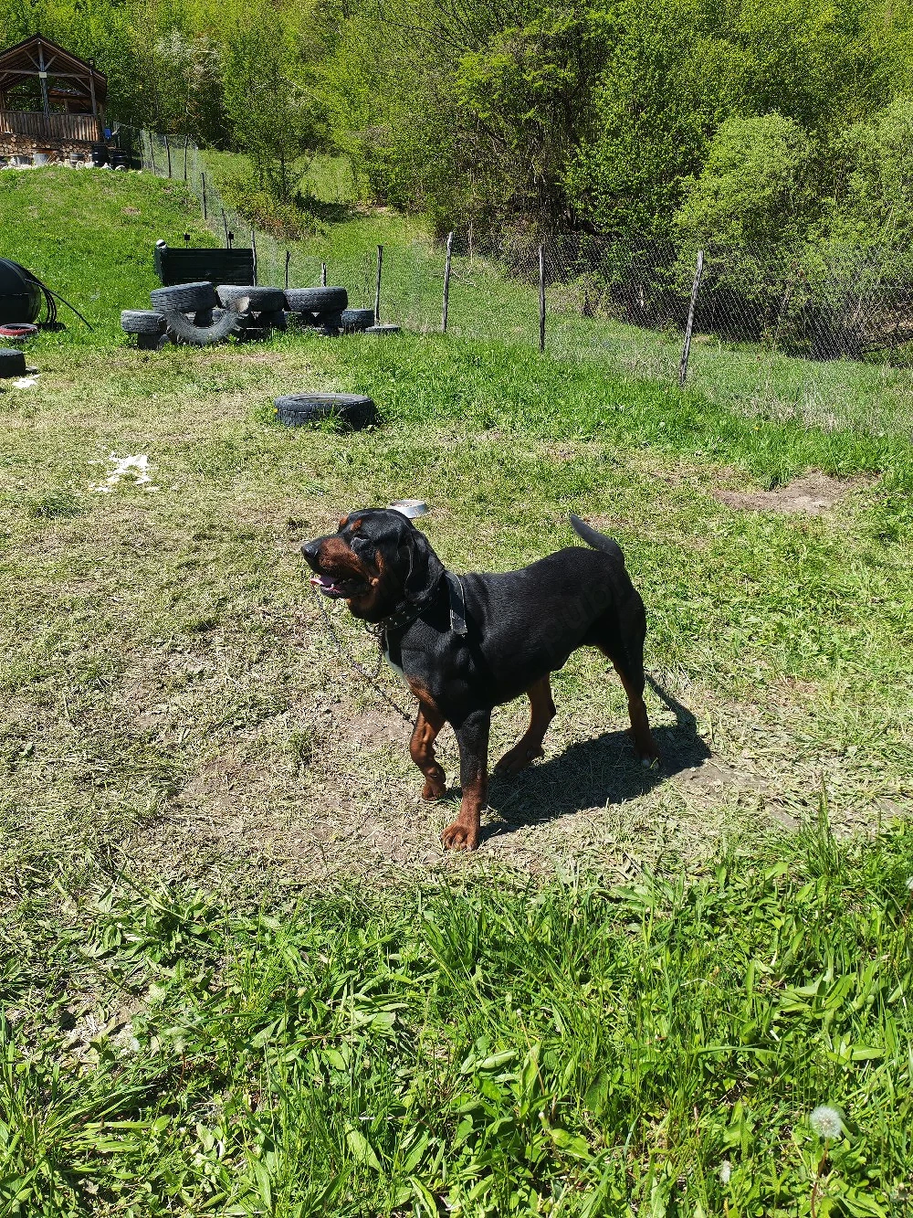 Câine de vânătoare Bloodhound copoi