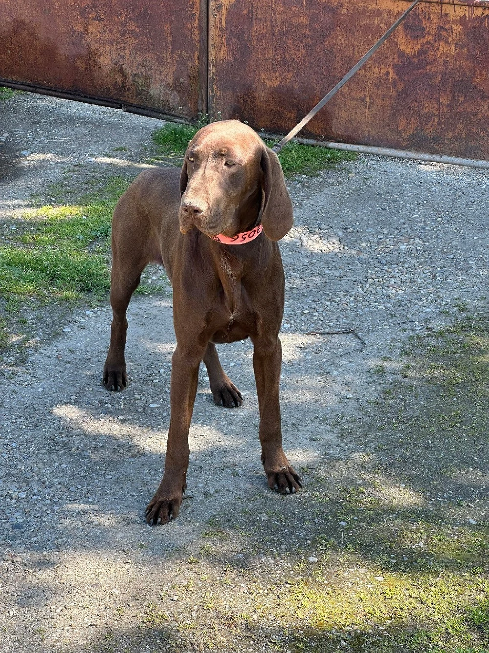 Vând brac german  cu pedigree 