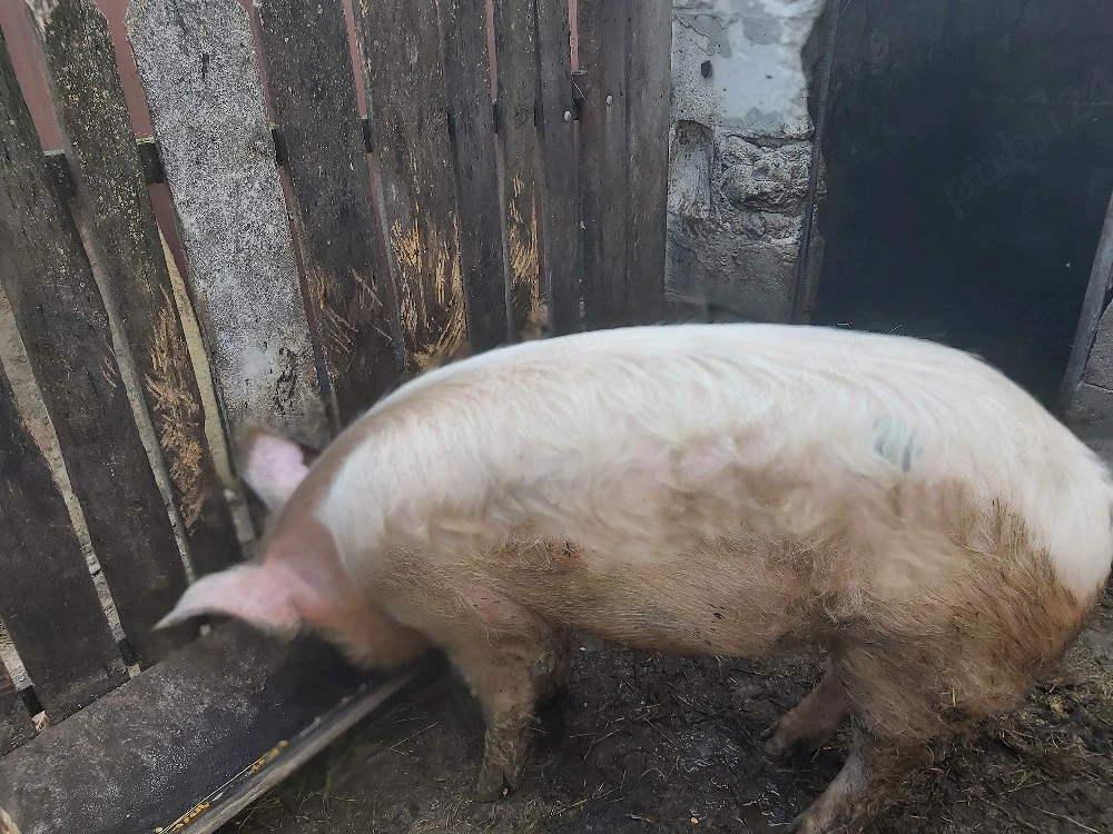 vand porc 100 kg 