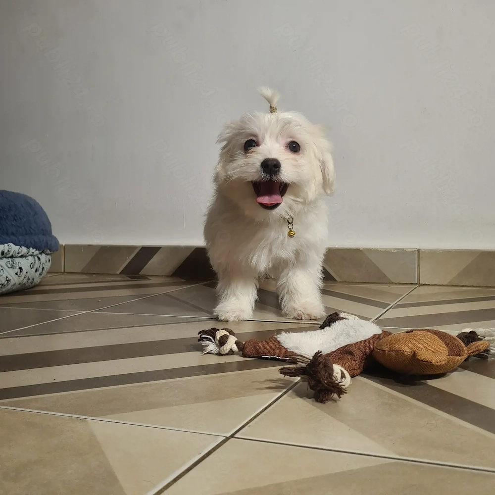 Bichon Maltese 