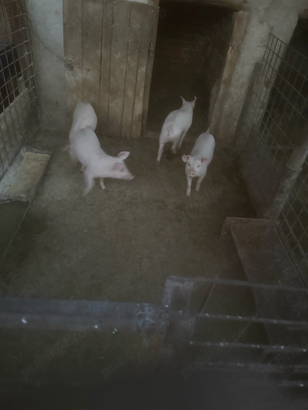 vand purcei rasa landrace 