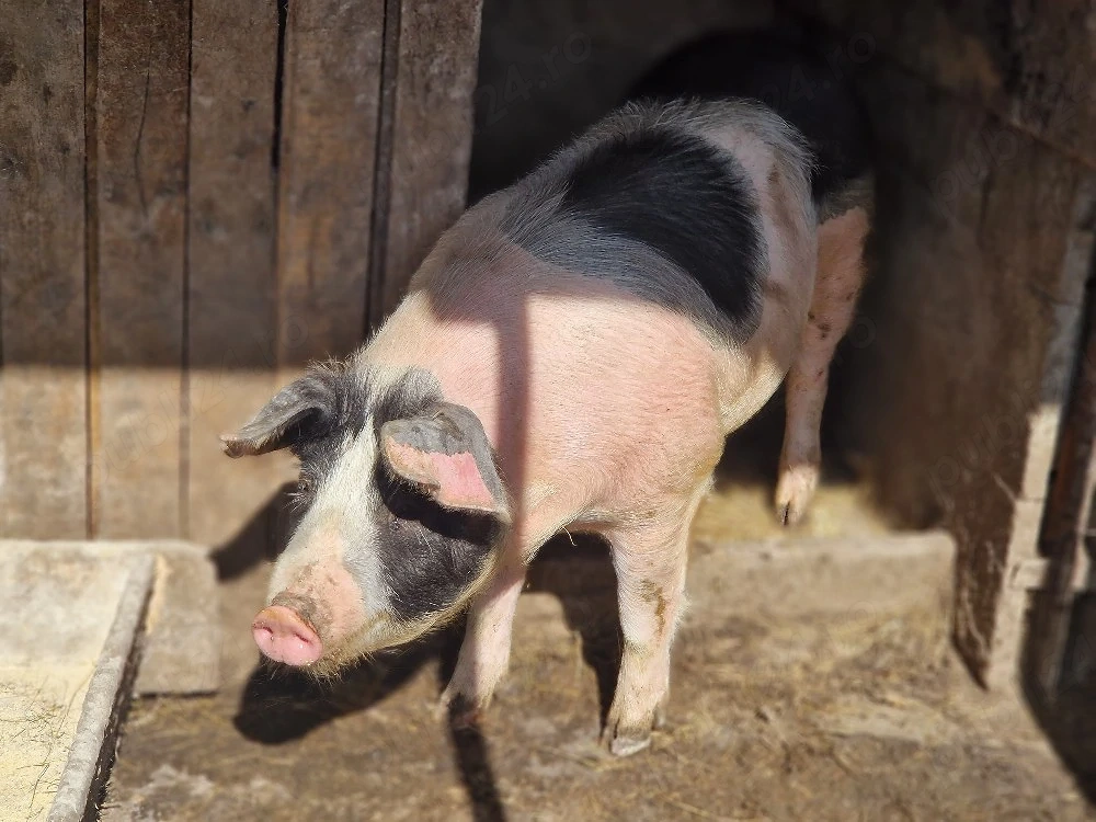 Sacrific porc si vand 
