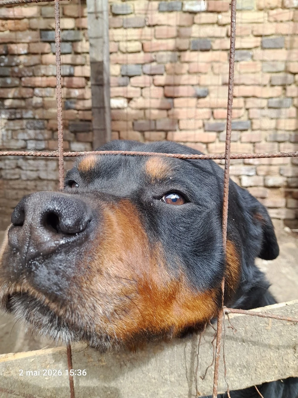 6 pui metis rottweiler cu lup