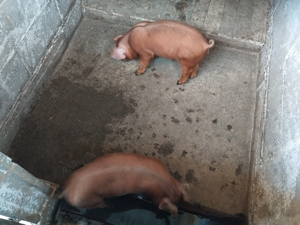 Vând 2 purcei duroc, preț 600 de lei amândoi.
