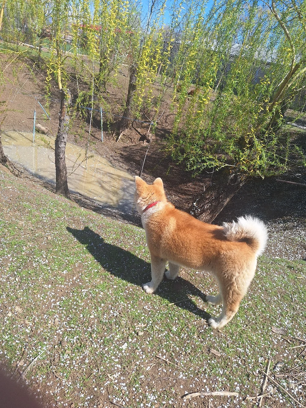 Vând o catelusă Akita Inu in varsta de 6 luni,