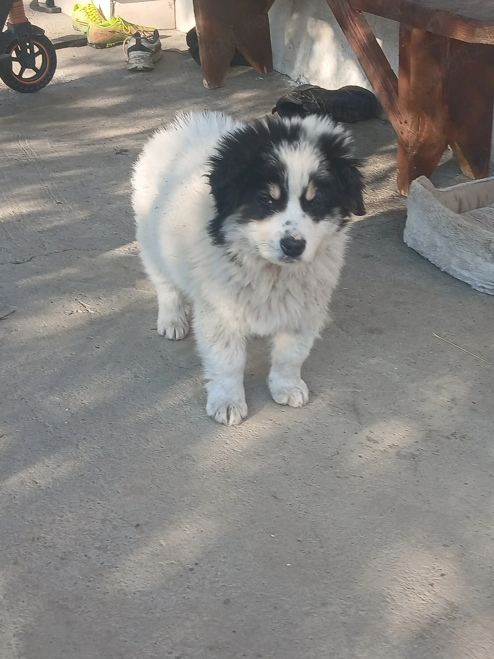 Mascul Ciobanesc de bucovina schimb cu femela Ciobanesc de Bucovina 