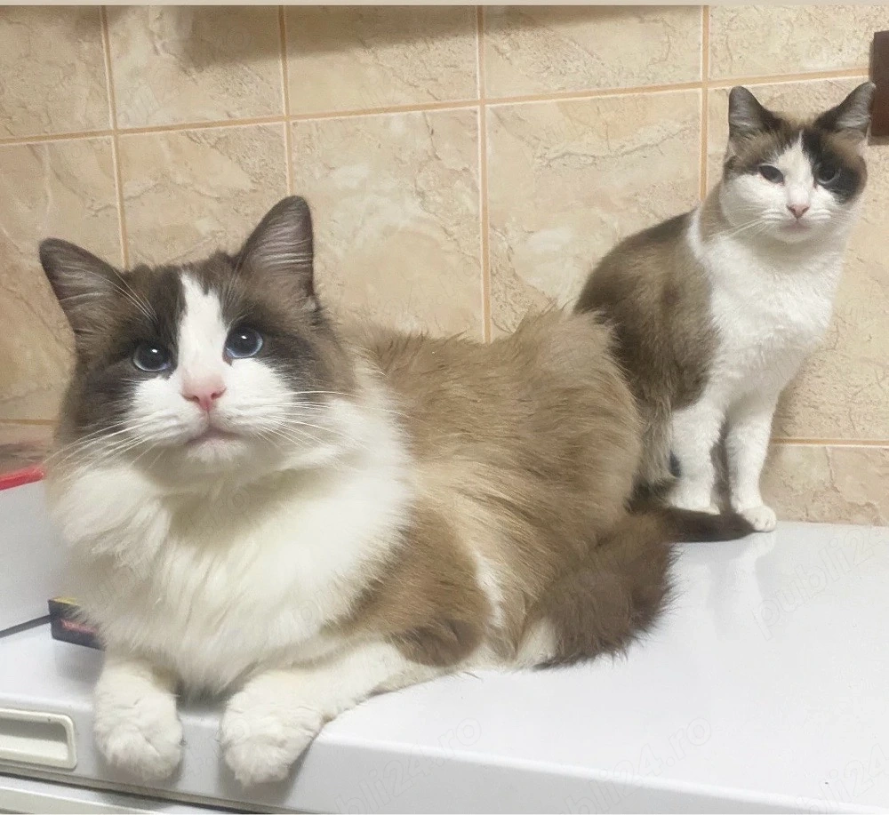 Pisica Ragdoll