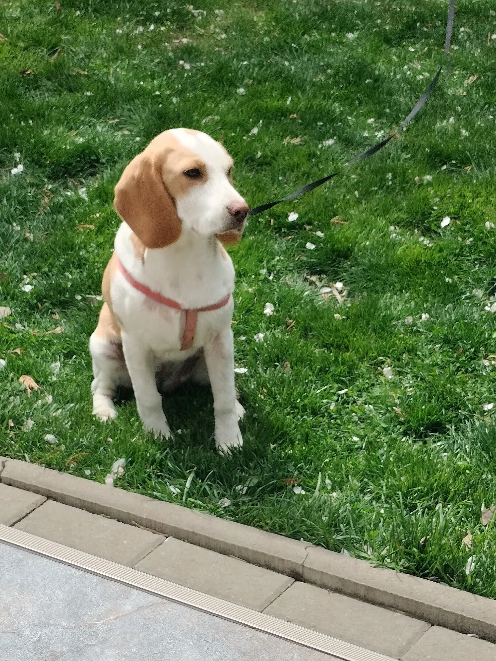 Beagle 7 luni