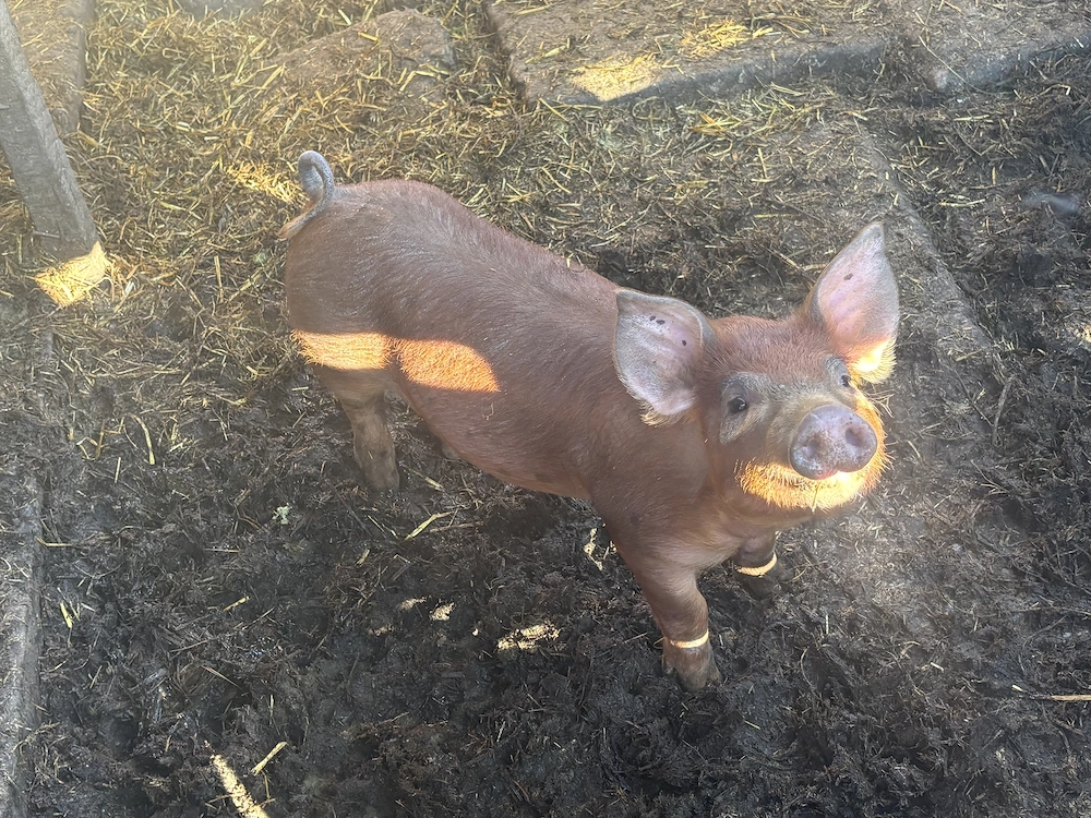 Vând purcei de rasa Duroc 