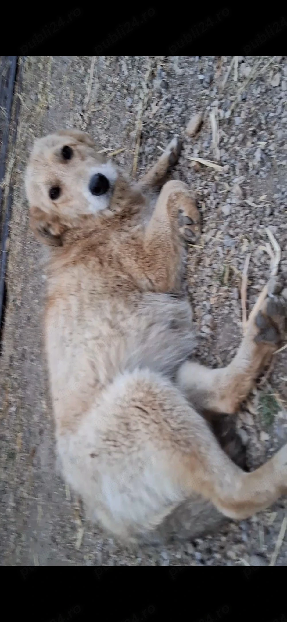 Cățelușa pentru adopție 