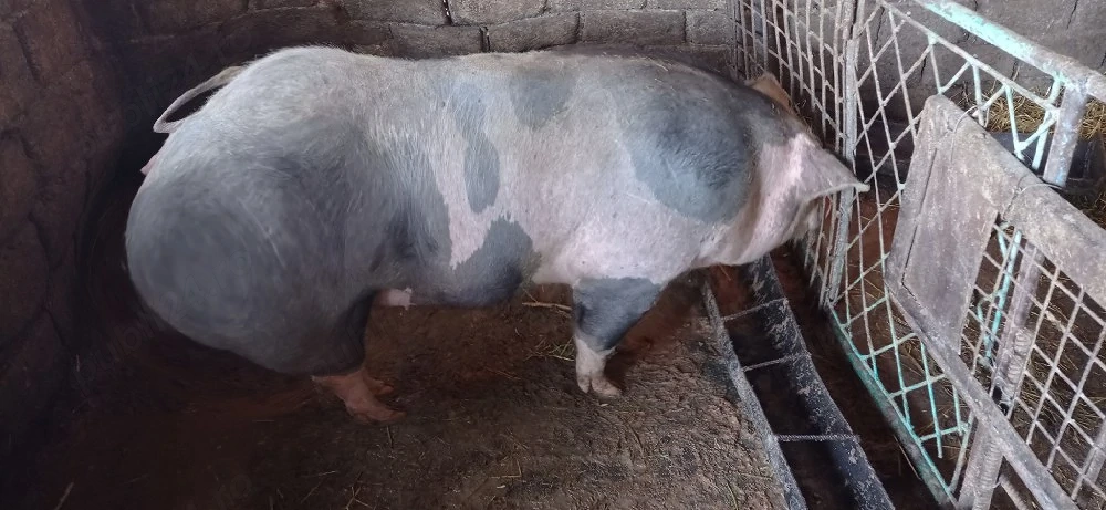 De vânzare  purcea 100 kg