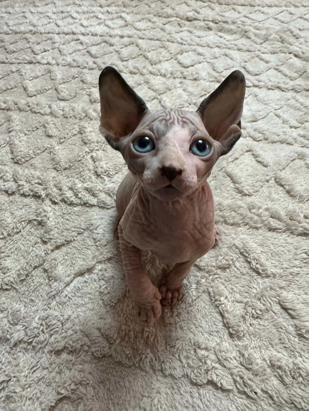 Pisicuțe Sphynx
