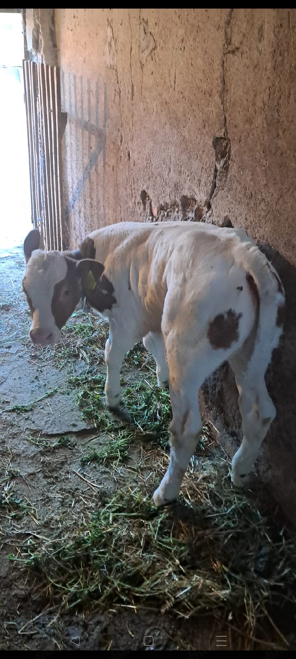 Vând vițea frumoasă 