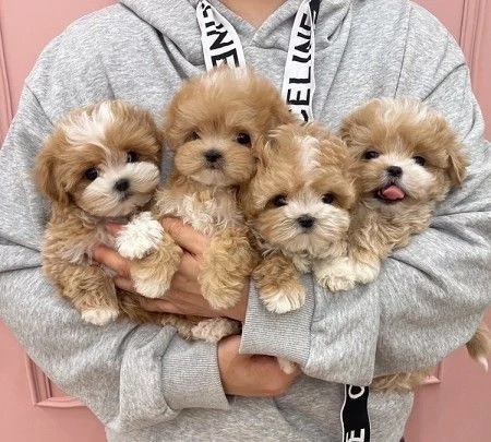 maltipoo poodle mini toy 