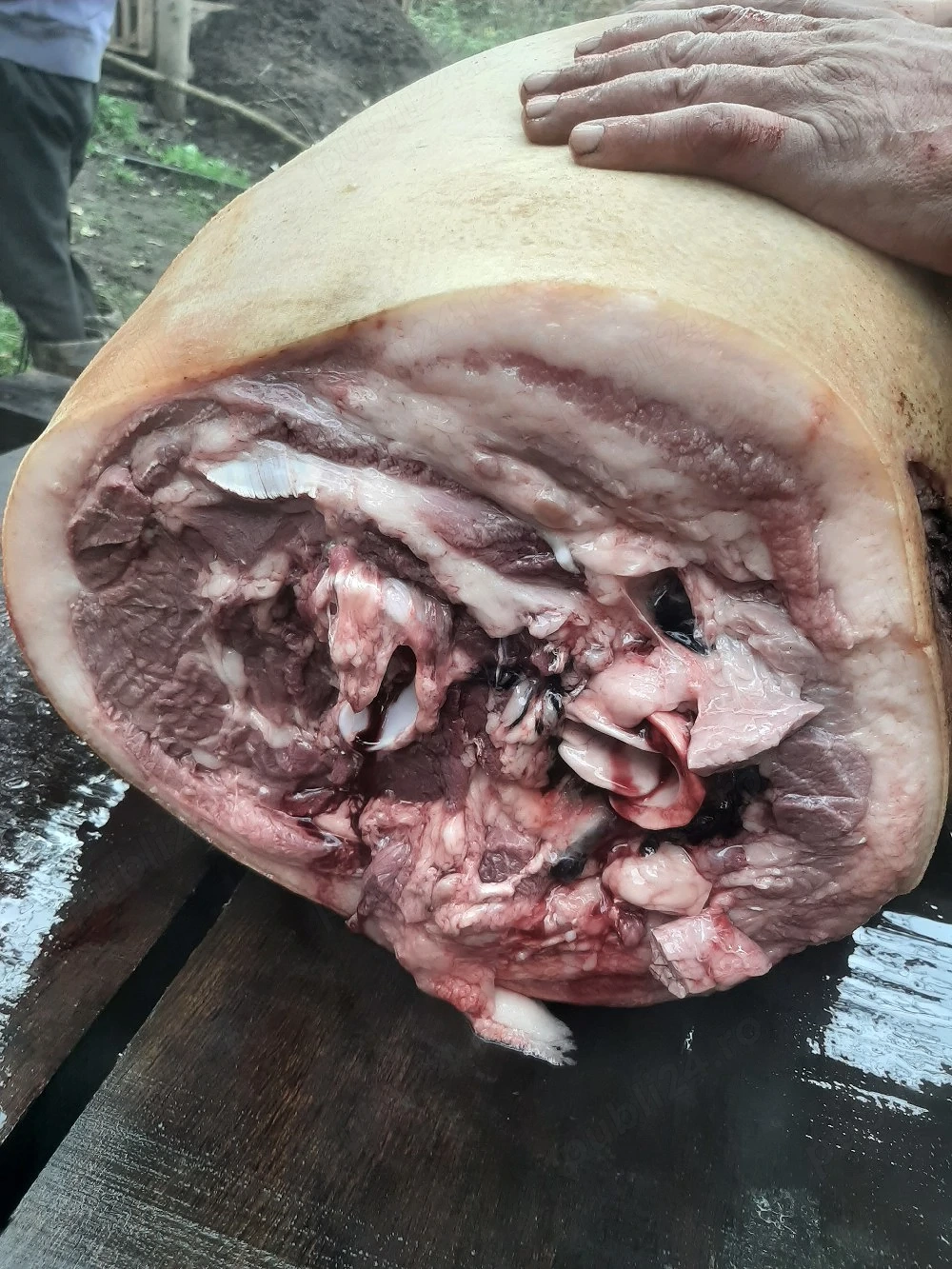 vănd carcasă porc,din gospodărie 100-140 kg părlit cu forja cu lemne