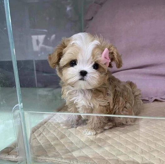 maltipoo poodle mini toy apricot deschis 