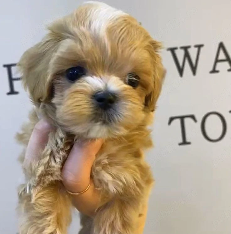 maltipoo poodle mini toy apricot 