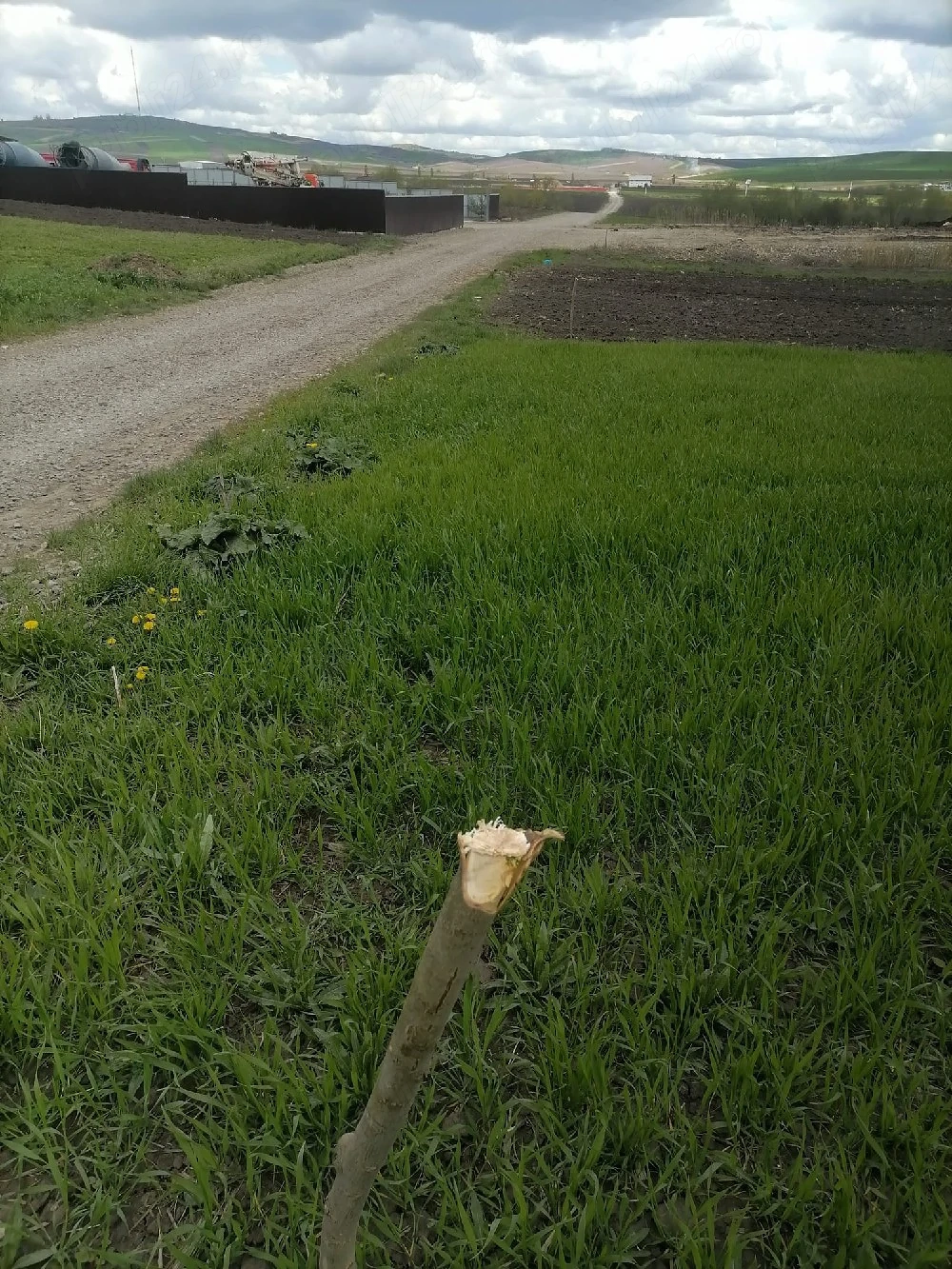 Vând pamant Sfantu Ilie